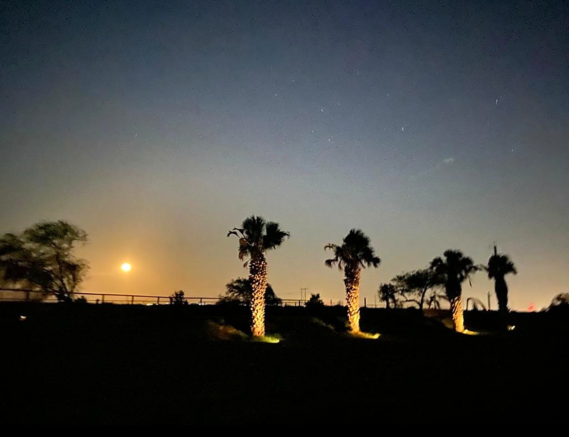Moonlit palm trees and open land at Rio Grande Estates in Edinburg, Texas